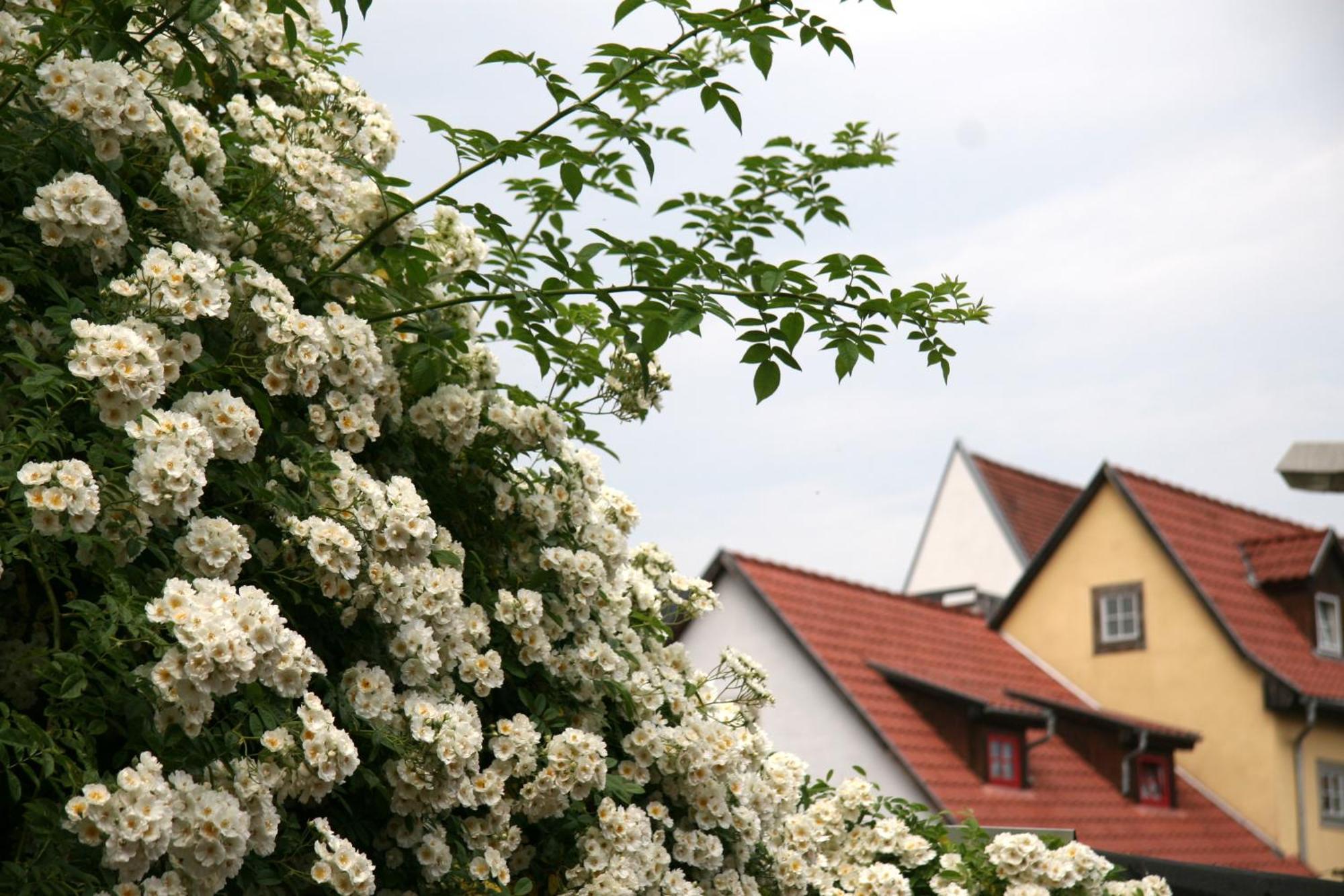Am Dom Affittacamere Erfurt